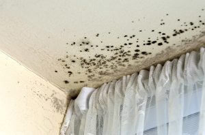 mold remediation clearwater