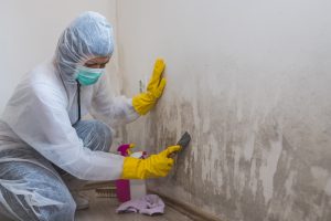 mold services clearwater